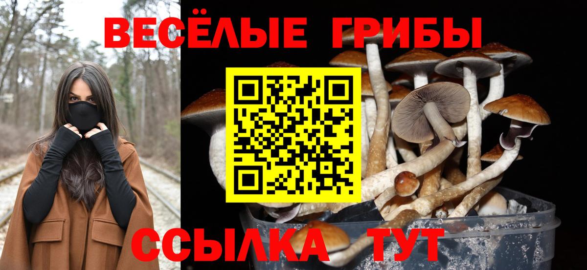 Галлюциногенные грибы Cubensis Приморско-Ахтарск